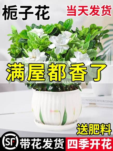 栀子花盆栽花卉植物室内带花苞阳台水培绿植浓香型大树苗四季好养