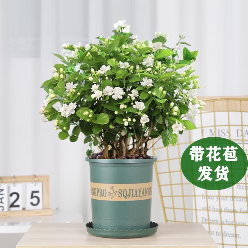 茉莉花苗盆栽带花苞栀子花卉植物室内绿植九里香浓香四季开花好养