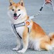 新款狗狗牵引绳胸背带背心式宠物遛狗绳中小型柴犬犬法斗柯基脖圈