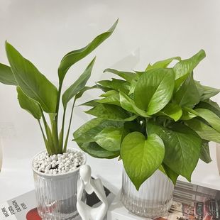 水培植物天堂鸟绿箩盆栽办公室桌面绿植四季常青室内除甲醛懒人