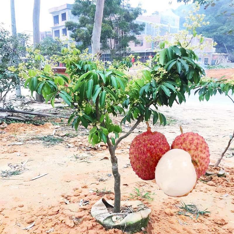 荔枝苗树苗 嫁接新品种仙进凤无核荔枝盆栽地栽当年结果南方种植