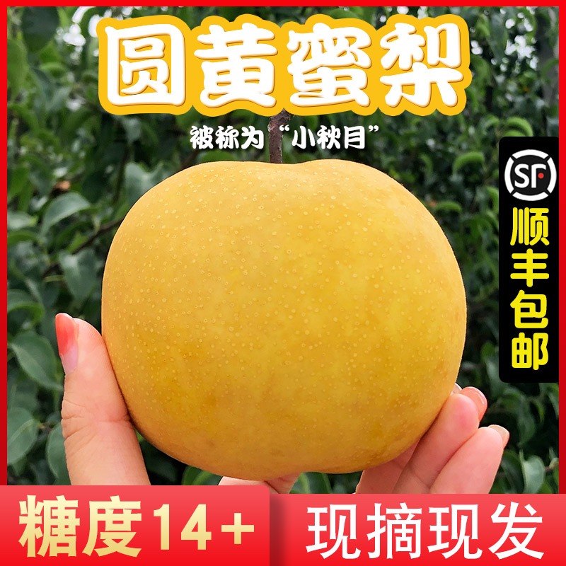 【順豐】山東萊西圓黃蜜梨5斤非豐水梨秋月梨當季時令新鮮水果在類目 水產肉類/新鮮蔬果/熟食, 新鮮水果, 梨中 - 來自Buy2taobao.com提供專業的淘寶代購服務