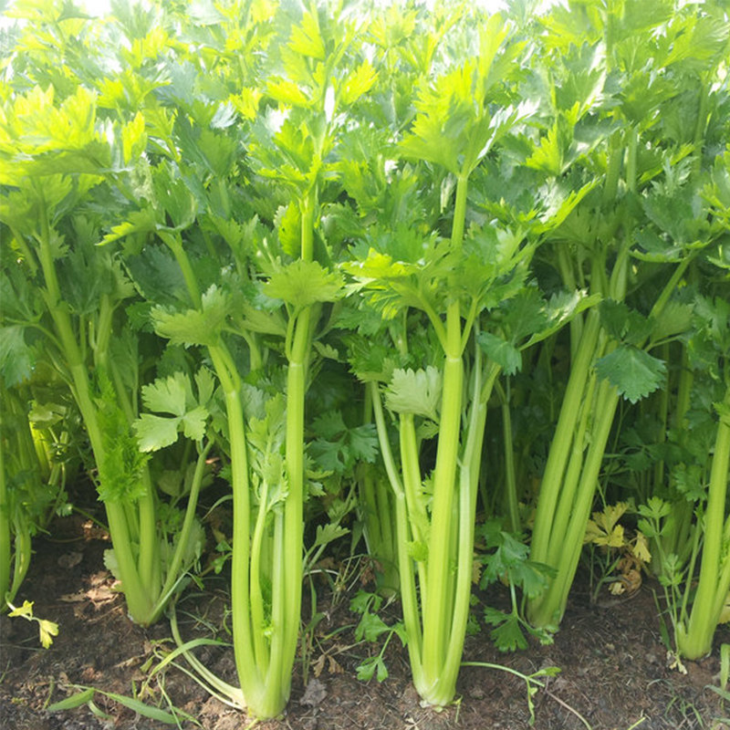 四季播小香芹种子苗四季种庭院阳台蔬菜种籽香味浓细芹菜种孑盆栽