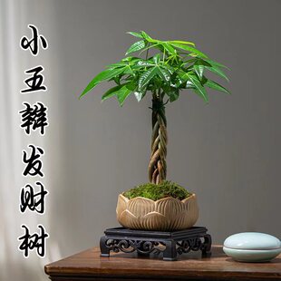 发财树小盆栽五辫子开业送礼高端室内植物客厅招财摆件吸甲醛盆景