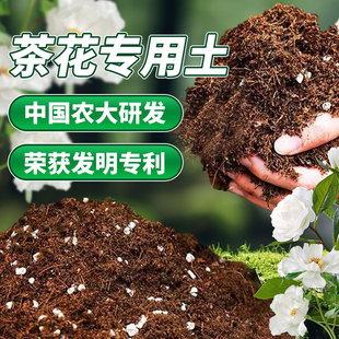 茶花专用土茶花土茶花专用营养土茶花盆栽专用土肥料专用肥漫生活