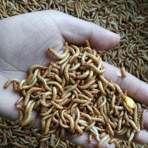 可以吃的虫子 食用虫粉 黄缘黄虫 蚂蚱皮虫 小黄虫蜗牛吃的食物