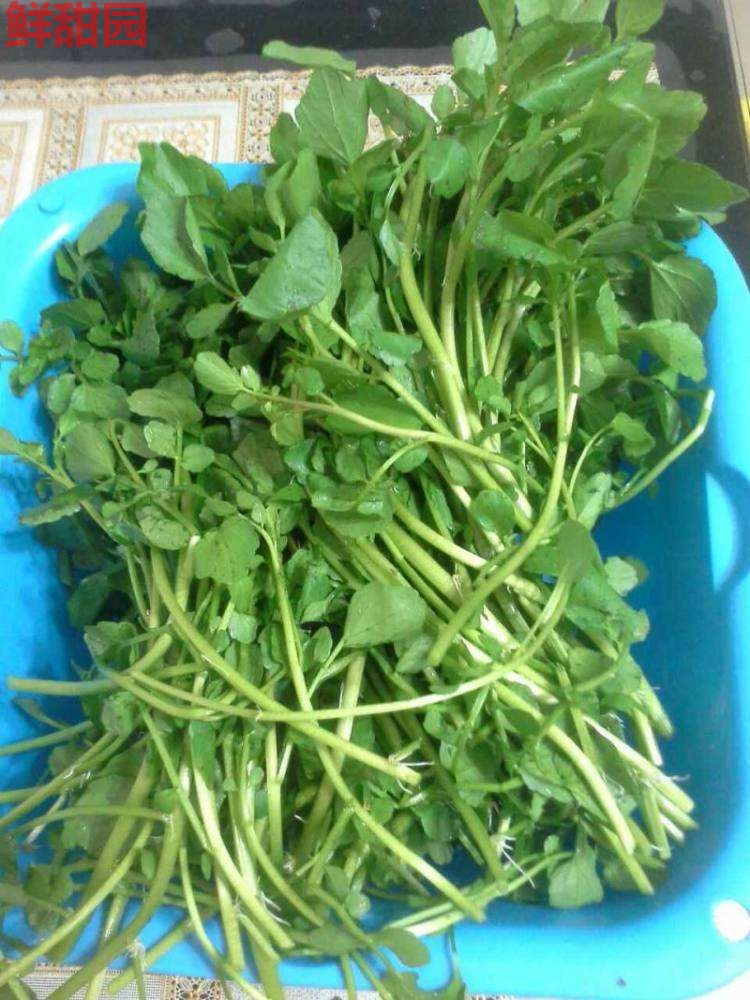 新鲜西洋菜新鲜农家蔬菜带箱2斤只发江浙沪皖