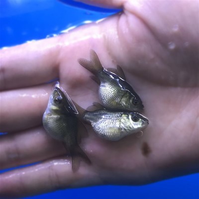 新品台湾纯种黑彗星蝴蝶鲤白金蝴蝶鲤配鱼黑鱼招财鱼淡水冷水观赏