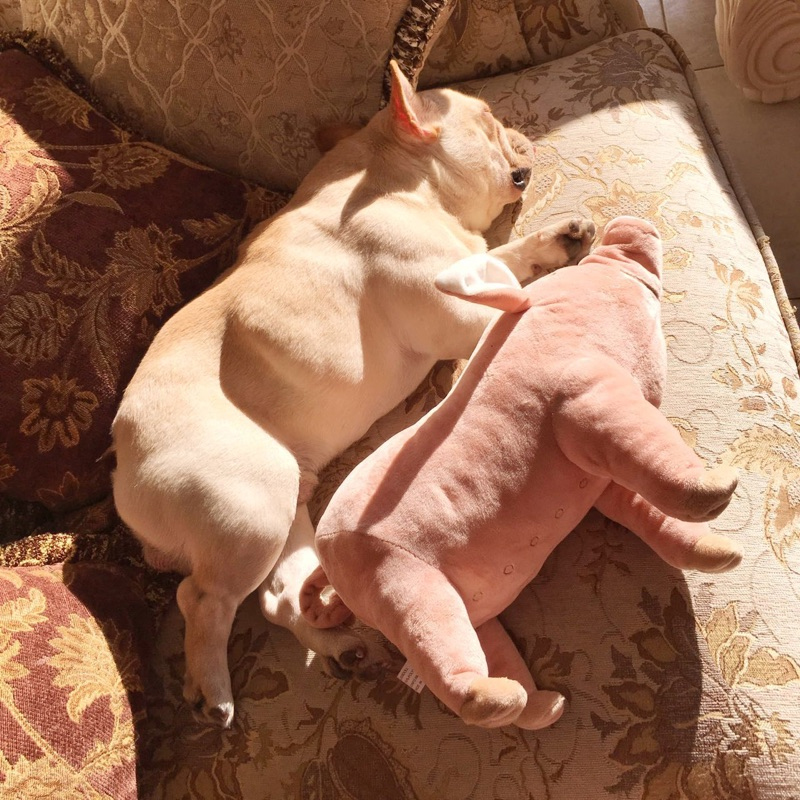 Dogs Vent Toys Male dogs Pets Pillows Small dogs Plush Sleep Piggy partner Teddy Estrus Suppliesin the Pet/Pet food and supplies , Cat/Dog Toys , Sound toys category - from Buy2taobao.com to provide professional Taobao agent buy service