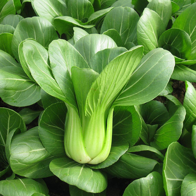 青菜种籽上海青种子阳台菜籽正宗种孑四季蔬菜小白菜种籽油菜种籽