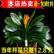 君子兰盆栽带花苞老苗四季开花好养花卉植物室内绿植圆头和尚小苗