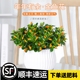 金鱼吊兰盆栽四季观花植物金鱼花室内客厅观花植物豆瓣绿四季常青