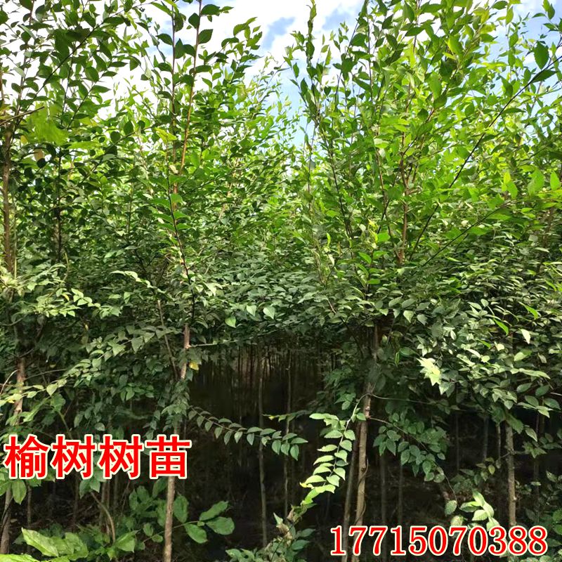 金叶榆树苗金钱榆树棒棒糖中华榆速生榆树苗食用榆树盆景已售300新品
