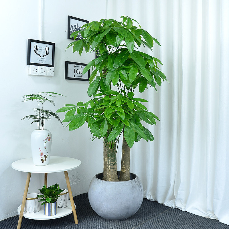 三杆步步高发财树大盆栽客厅办公室植物开业乔迁送礼净化空气盆景