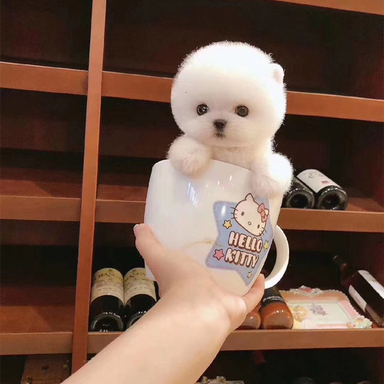 纯种长不大的袖珍茶杯犬泰迪贵宾比熊俊介博美犬幼犬活体宠物狗狗