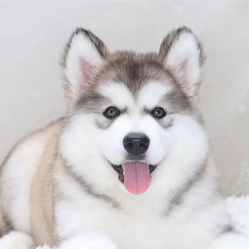 纯种哈士奇熊版巨型大型犬大骨架阿拉斯加犬幼犬雪橇犬活体宠物狗