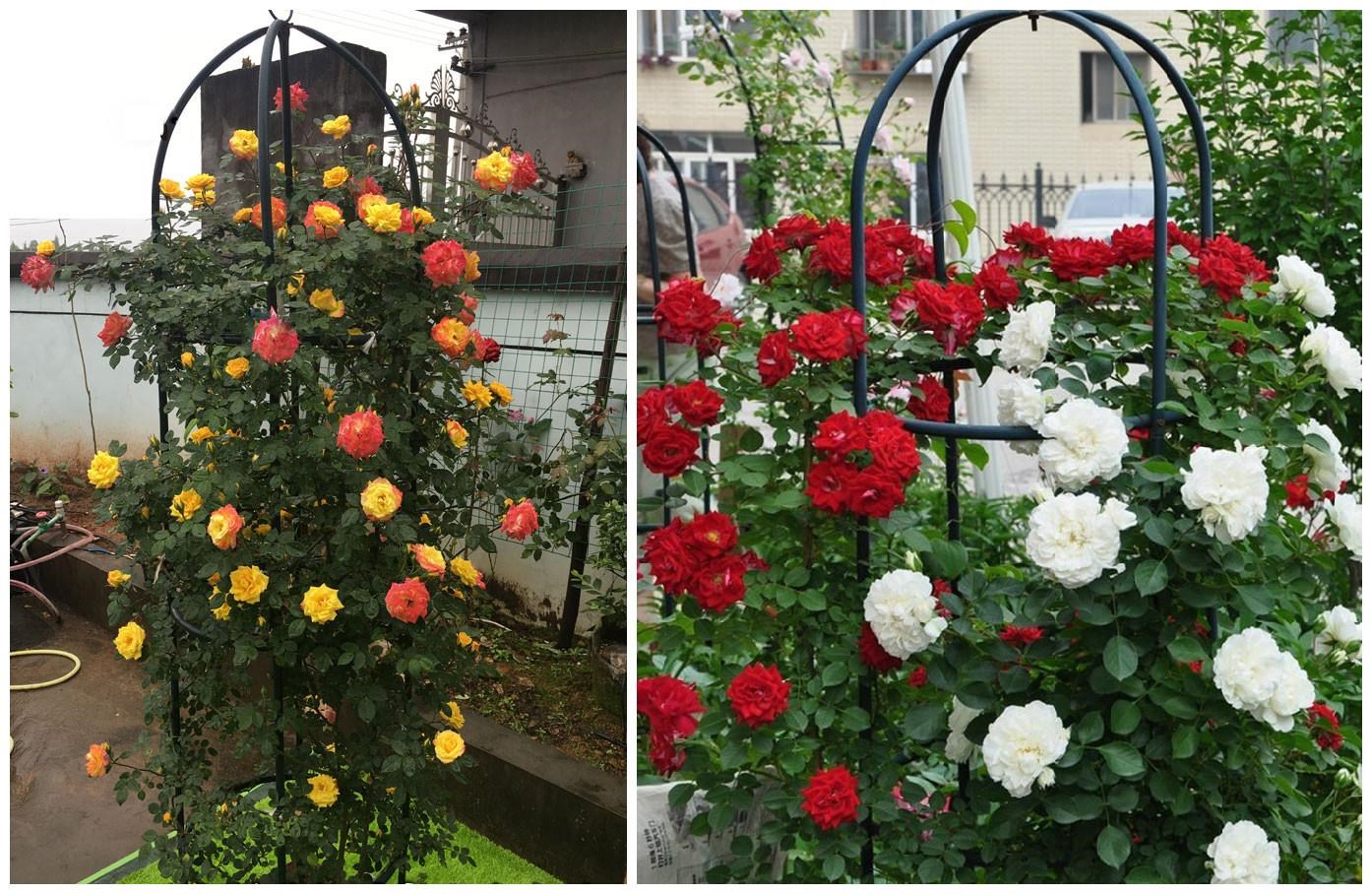 爬藤植物固定架子铁环花支架园艺支架藤本月季蔷薇专用花架