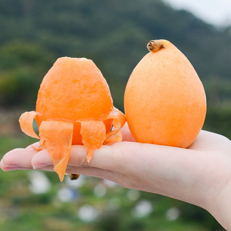 精品特大果5斤正宗云霄枇杷琵琶果