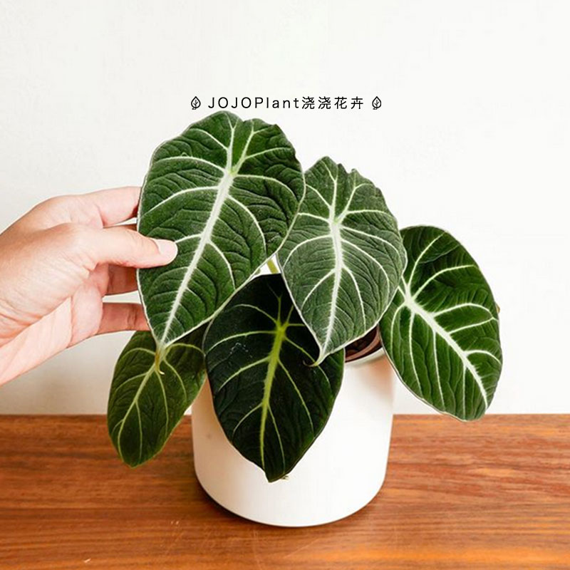 绿黑天鹅绒海芋竹芋进口盆栽室内北欧网红ins稀有热带