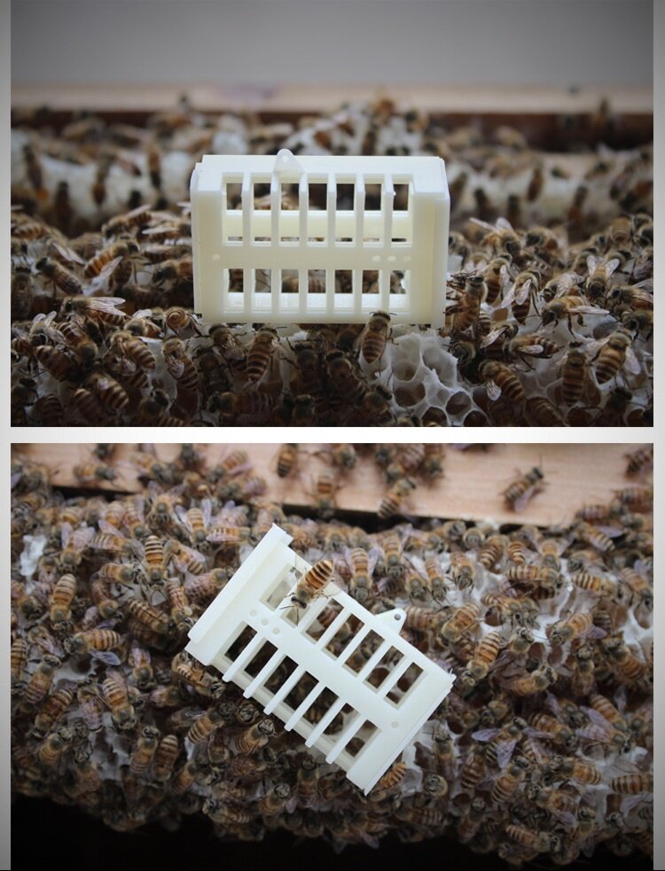 中蜂囚王笼新款囚笼大号蜜蜂保护控制器隔王板蜂王笼关王片二代