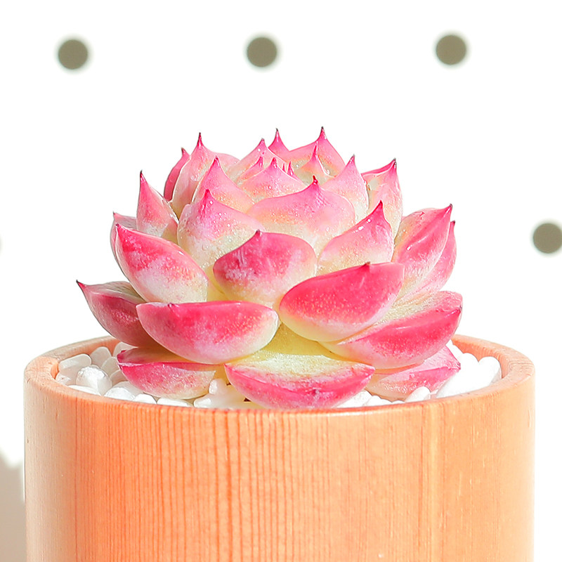 粉水晶多肉植物组合盆栽新款肉肉绿植含盆土套餐室内花卉办公室净