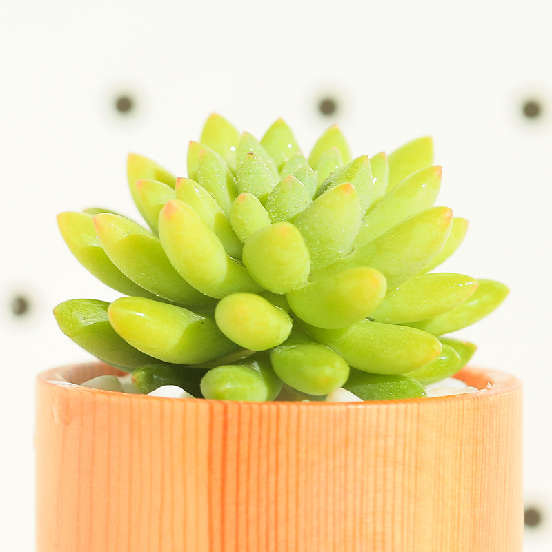 龙骨玉缀多肉植物组合盆栽萌肉肉办公室桌面绿植精品可爱云南大理