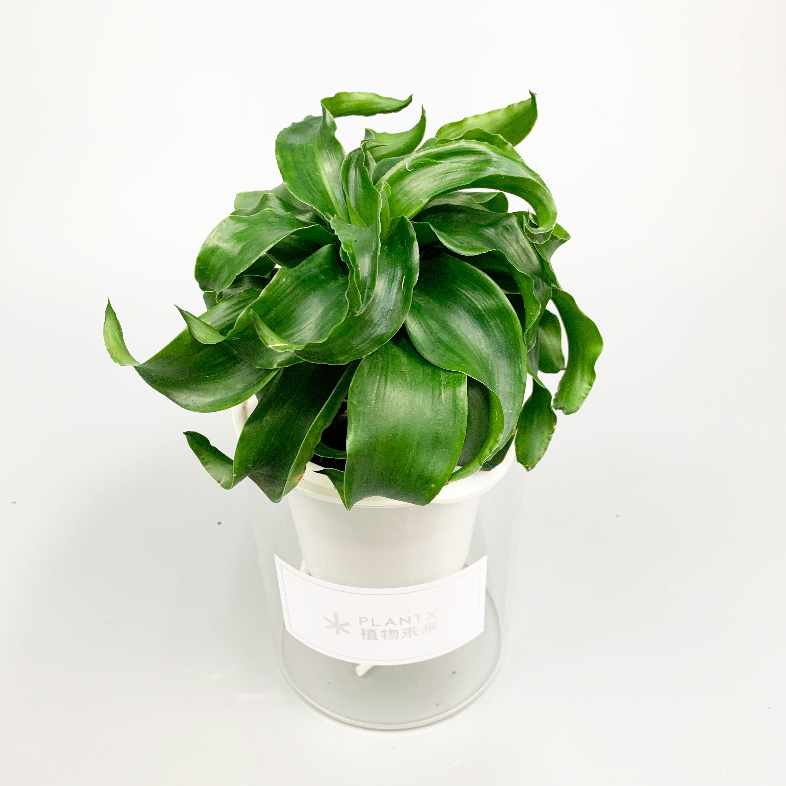 植物未来转运风车室内水培绿植绿植