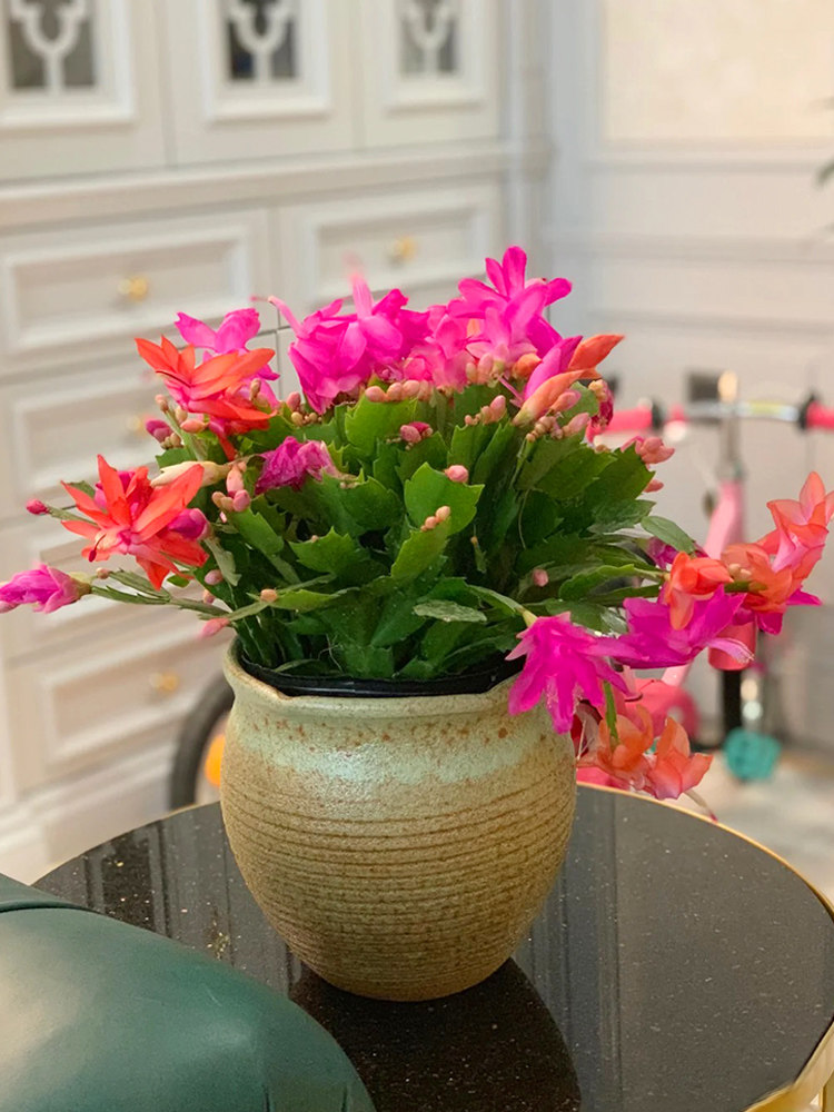 蟹爪兰盆栽大苗四季带花苞花卉室内阳台观花植物重瓣盆栽易活好养