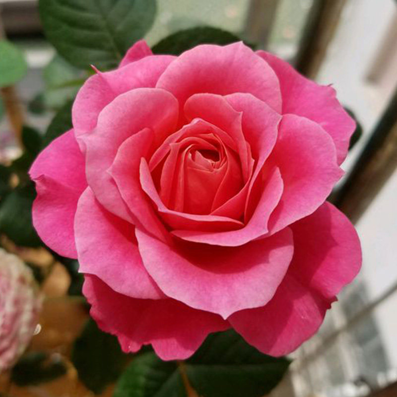 九语马焦雷微型月季花苗特大花美植袋阳台盆栽花卉四季开花