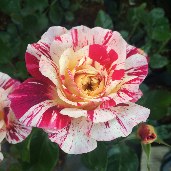 【九语】全美魔术灌木月季花苗美值袋庭院阳台盆栽花卉多季开花——九