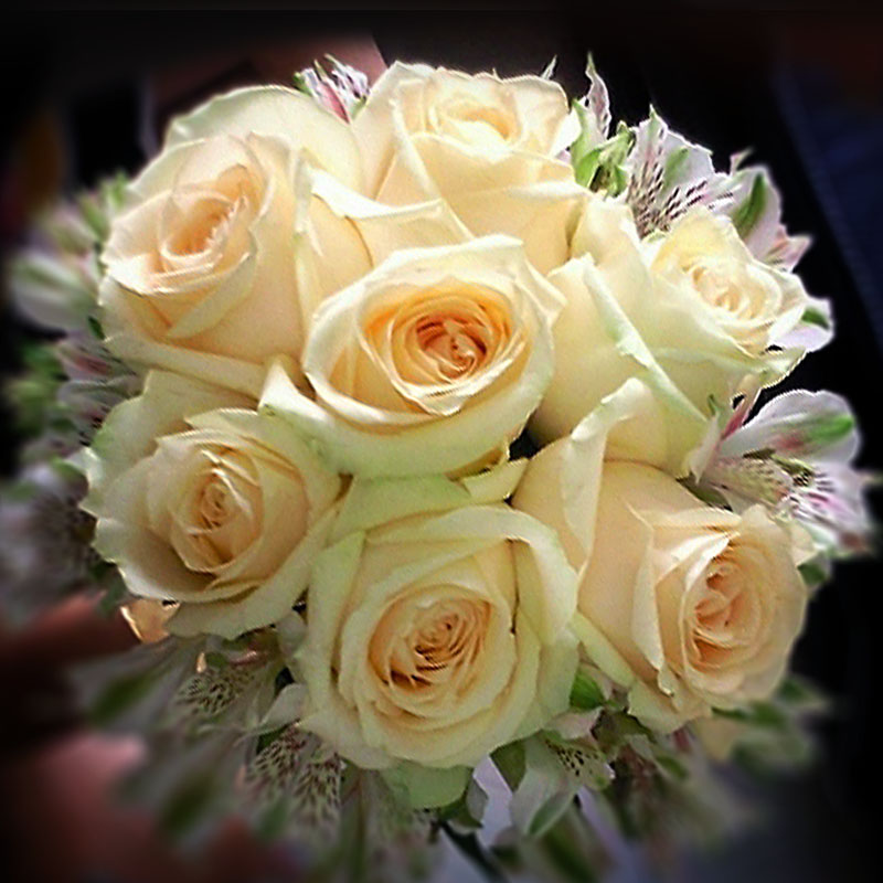 【九语】蜜桃雪山灌木月季花苗美值袋庭院阳台盆栽花卉多季开花