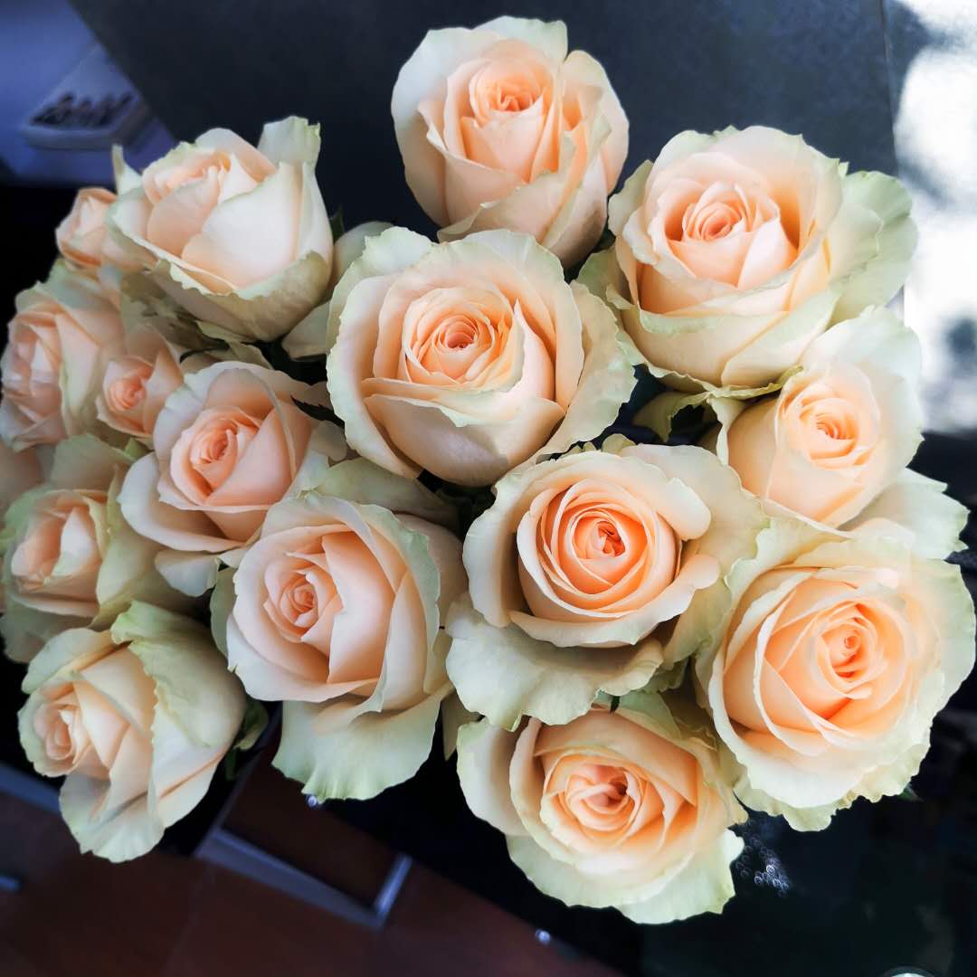 九语旗舰店的优惠券大全—珍珠雪山切花月季花苗庭院阳台盆栽花卉盆栽