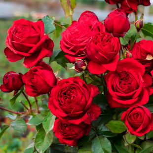 九语 红苹果灌木月季花苗庭院阳台盆栽多季开花红色大花浓香花卉