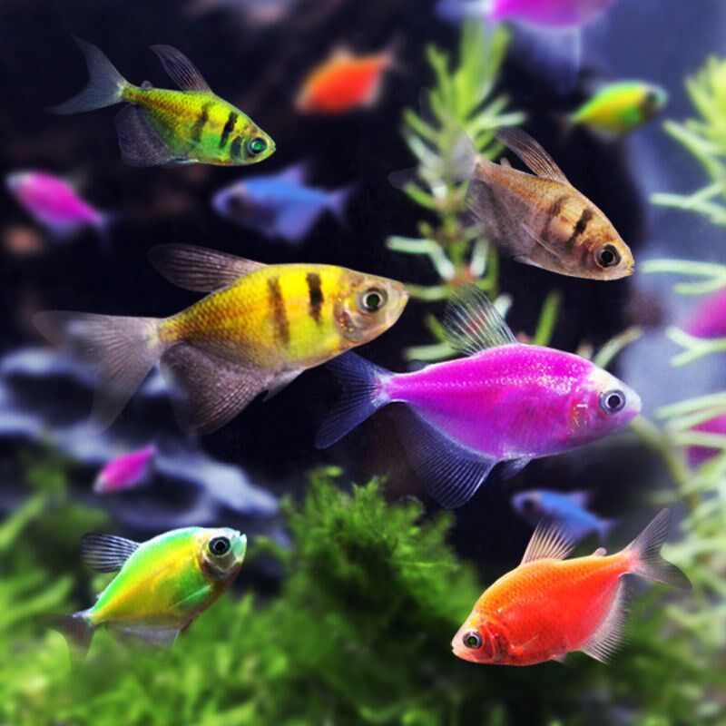 天使鱼观赏鱼小型热带鱼活体七彩鱼青苹果彩色鱼改良淡水鱼包活