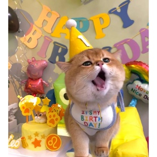 宠物生日装饰可爱猫咪装扮狗狗派对布置拉旗围嘴兜帽子三角巾