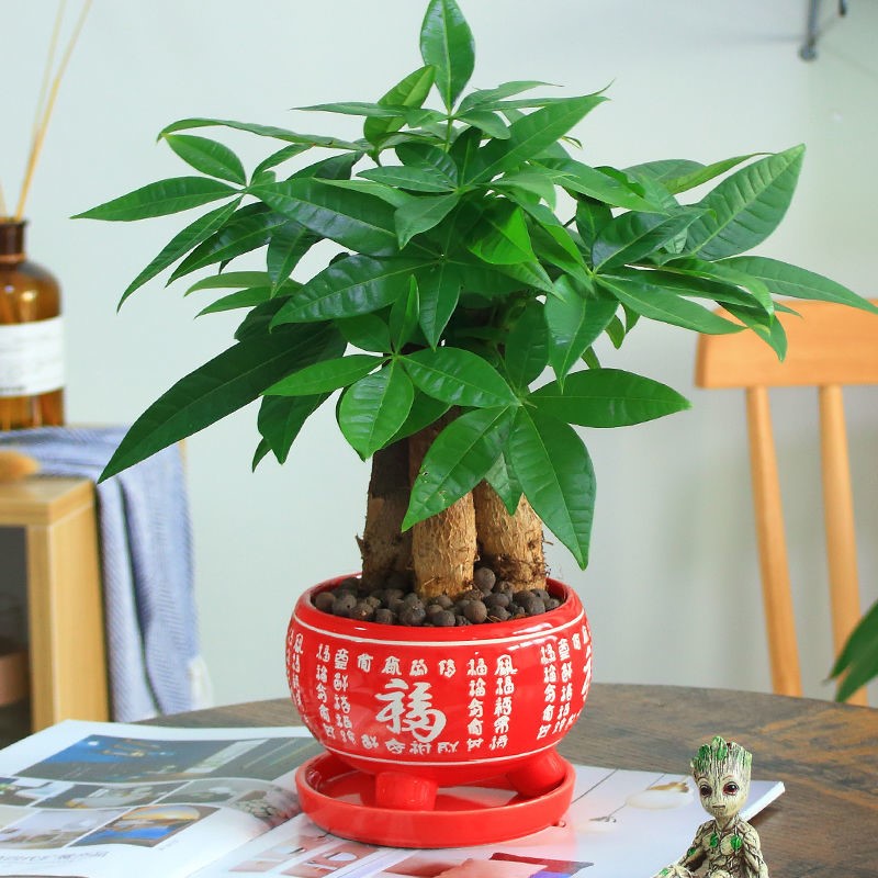 发财树盆栽植物室内花卉植物客厅花绿植风水客厅招财树好养小盆景