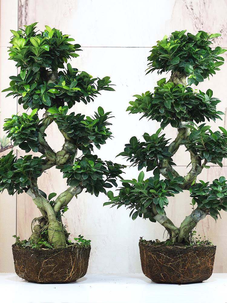 盆景花卉(盆景花卉回收)