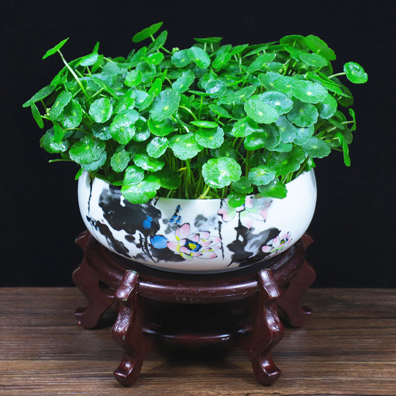 钱草盆栽金钱草水培植物办公室内招财吸甲醛花卉桌面水养小绿植.