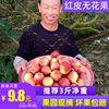 四川特级红皮无花果新鲜大果现摘现发应季时令孕妇水果包邮非青皮 四川特级红皮无花果新鲜大果现摘现发应季时令孕妇水果包邮非青皮