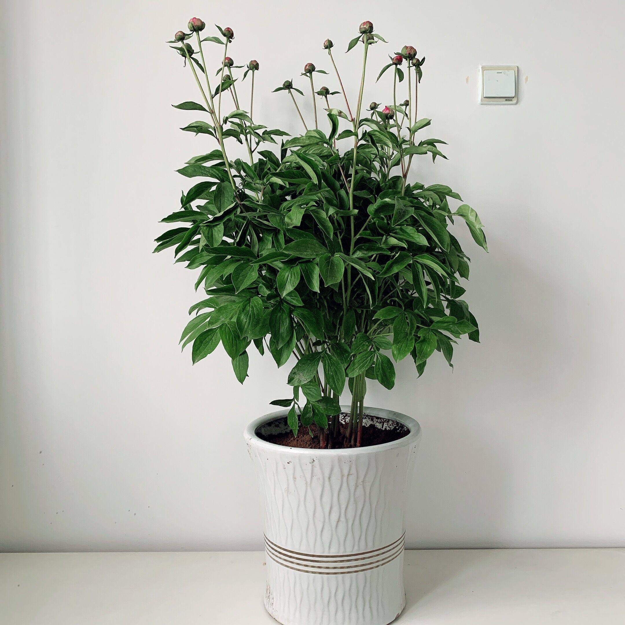 观赏重瓣大花芍药带花苞花苗观赏窗台盆栽花卉庭院耐寒花容易成活