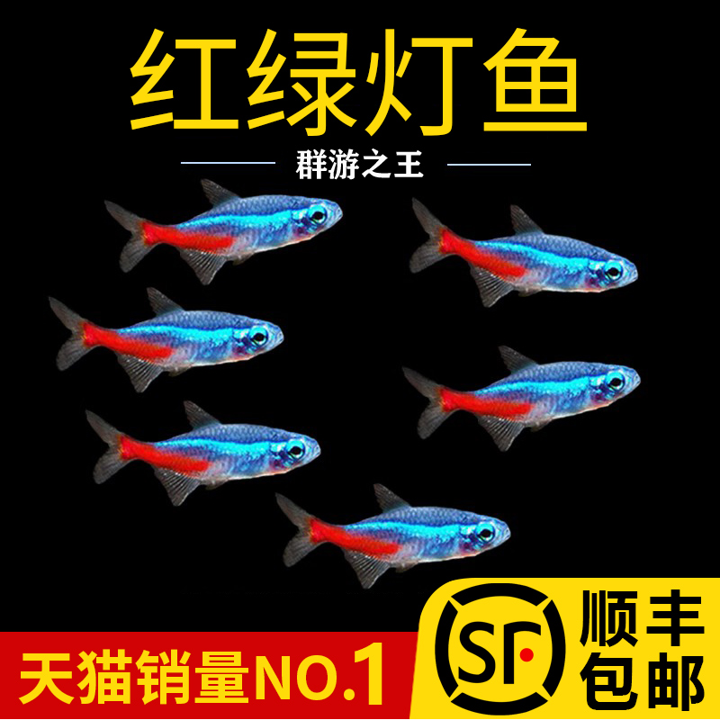 红绿灯小型灯科鱼孔雀鱼热带观赏鱼淡水宝莲灯鱼活体斑马鱼群游鱼
