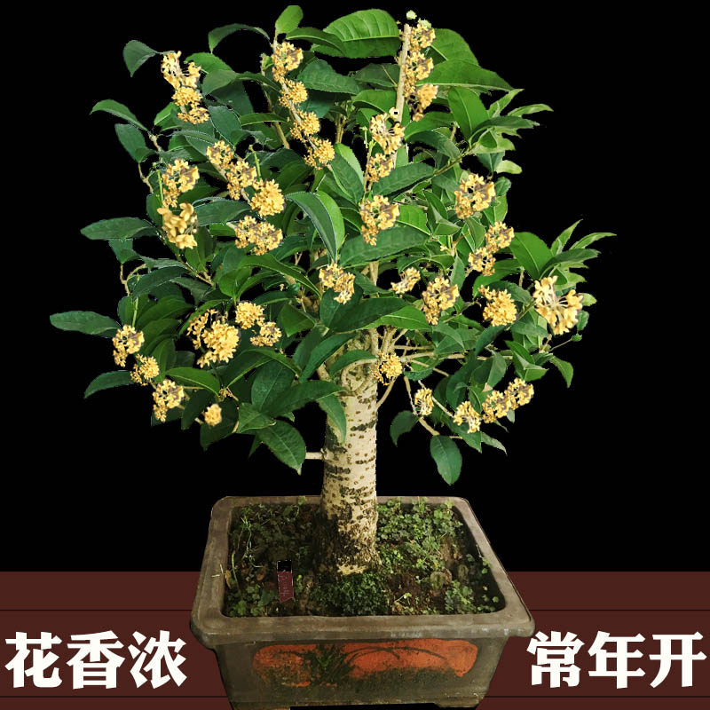 天香台阁桂花树苗原生盆栽四季矮株