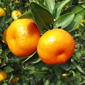 江西南丰桔子新鲜蜜橘甜桔子迷你橘子非沙糖桔贡桔水果小桔5/10斤