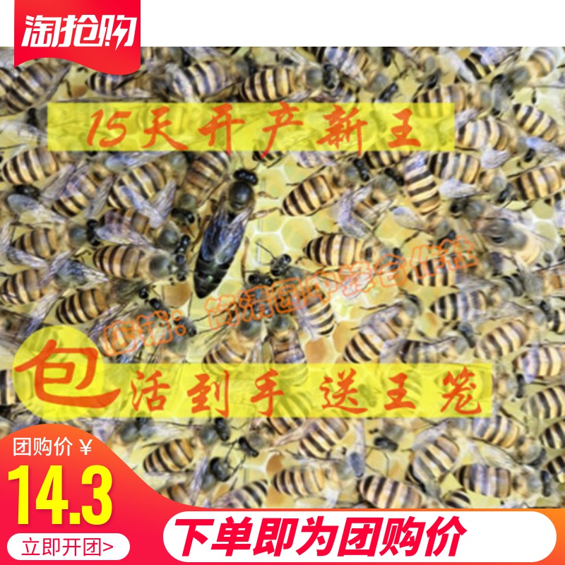 中蜂处女王种蜂王 产卵新蜂王 双色王 新品优质活体中蜂王|ruв категории животное/Животное питание и принадлежностей, других домашних животных, других домашних животных - от Buy2taobao.com для оказания профессиональной услуги покупки агента Taobao