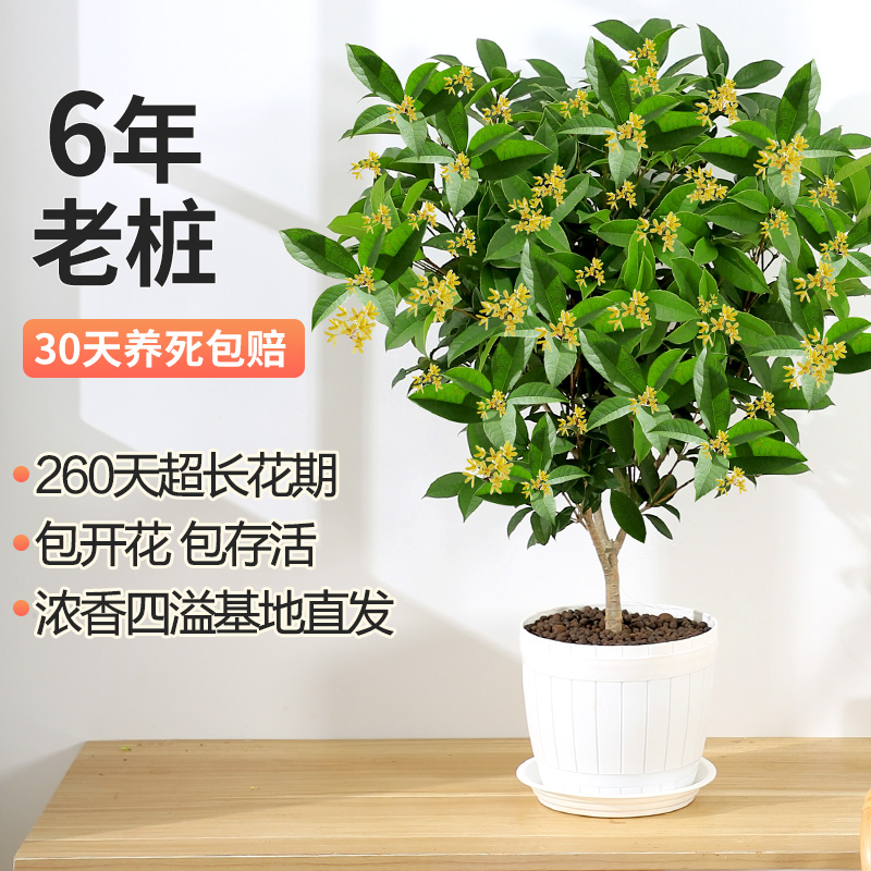 桂花树苗盆栽植物浓香型室内花卉四季