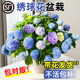 绣球花苗无尽夏庭院阳台地栽老桩花卉花园绿植物绣球花盆栽带花苞