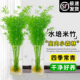 水培米竹盆栽室内水养植物观音竹富贵竹南天竹四季懒人绿植好养活