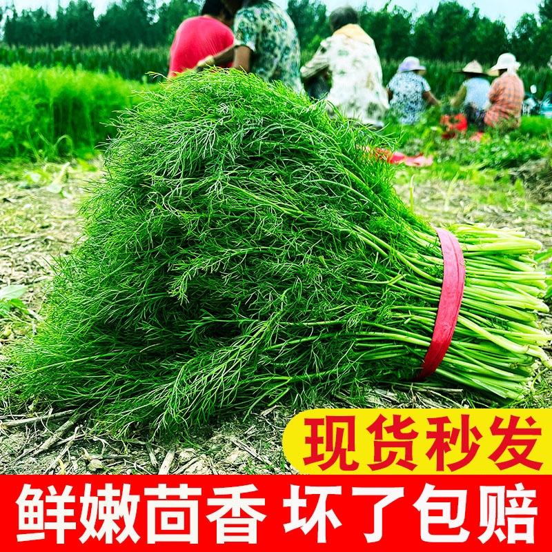 包邮小茴香菜新鲜现割4斤2斤山东蔬菜大荤香茴香苗带根非河北