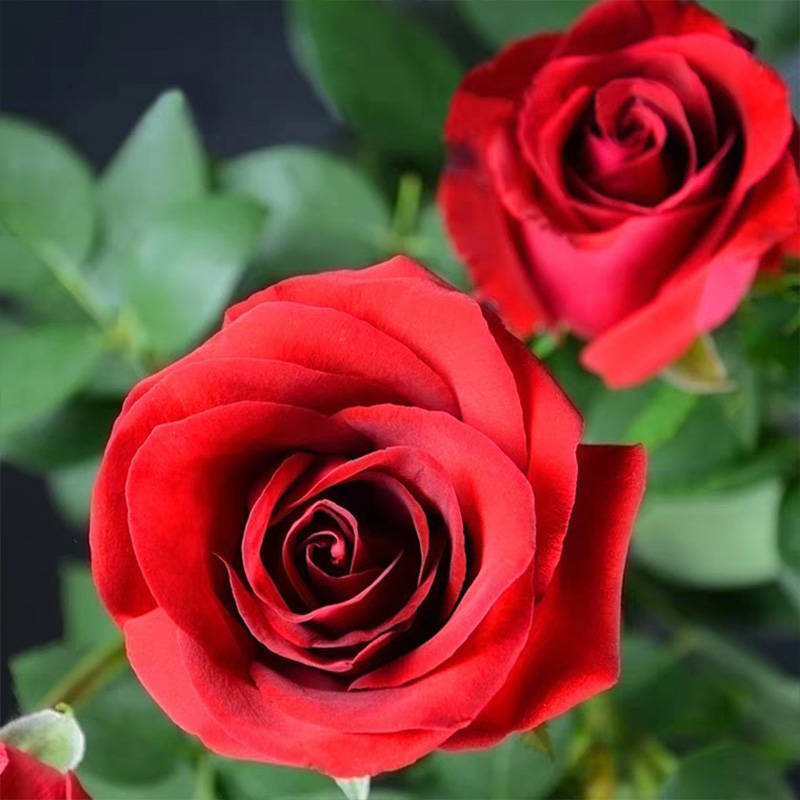 热销月季鲜花切花_月季卡罗拉 切花花店花束红玫瑰 盆栽灌木1加仑优惠