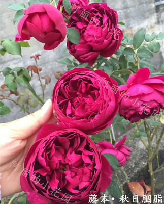 灌木秋日胭脂月季花 阳台月季玫瑰 浓香切花月季花苗
